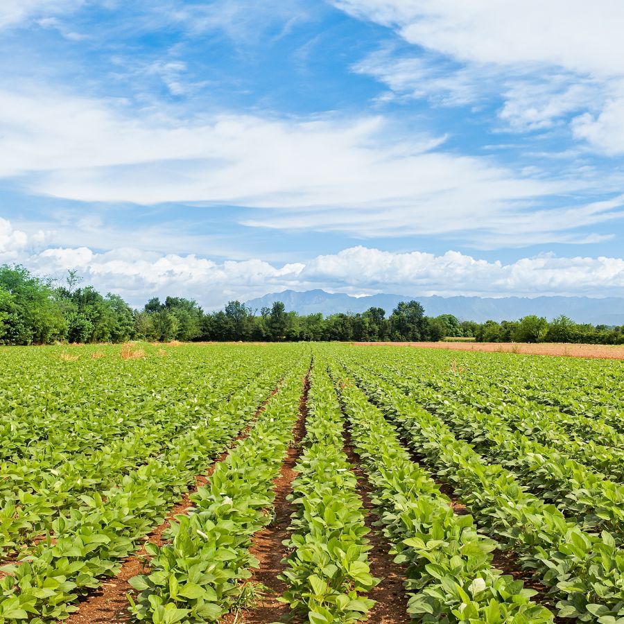 Agriculture Industry – Farm Field Rows of green crops in a farm field, representing the agriculture industry Harlo forklifts serve