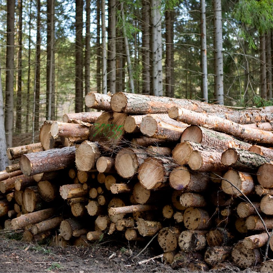 Forestry Industry – Stacked Logs Stacked logs in a forest, representing the forestry industry Harlo forklifts serve