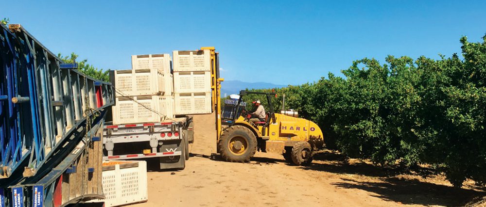 Harlo rough terrain forklift loading crates onto a flatbed truck in an orchard