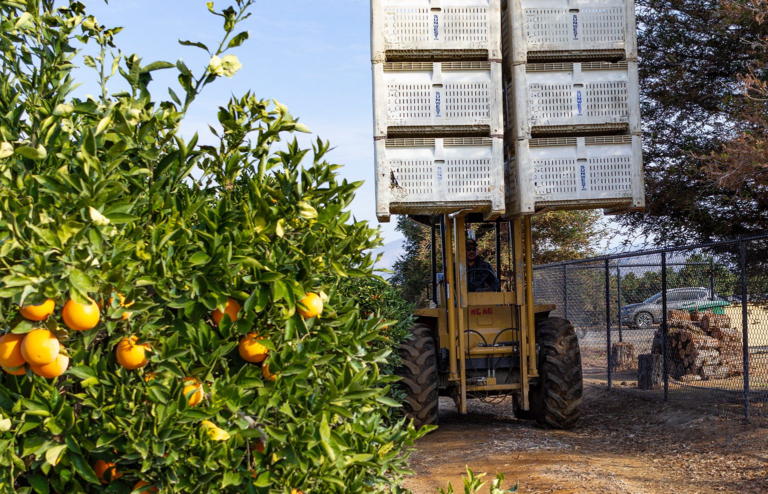Harlo rough terrain forklift carrying stacked crates of oranges through an orchard